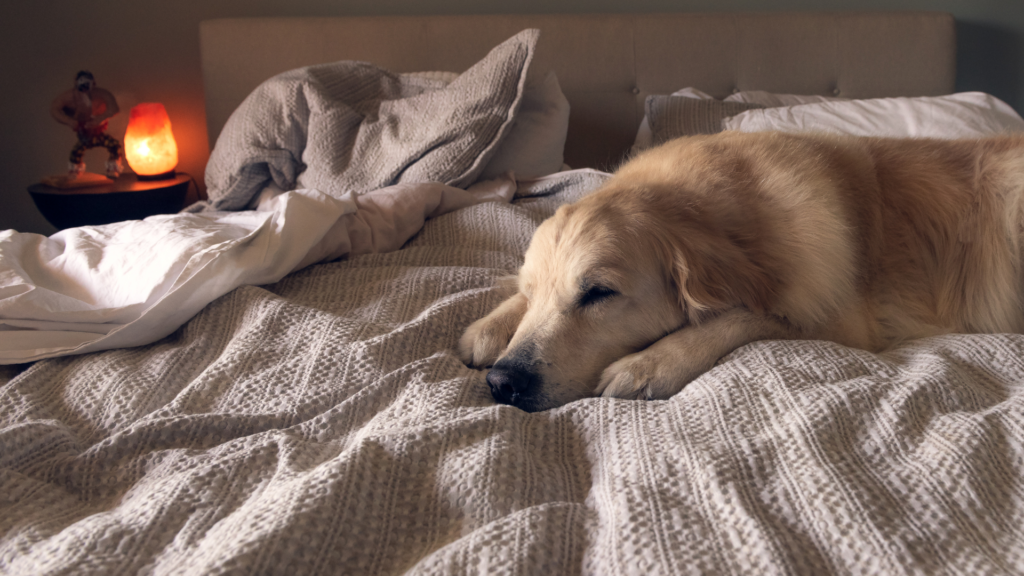 Dog alseep on the bed